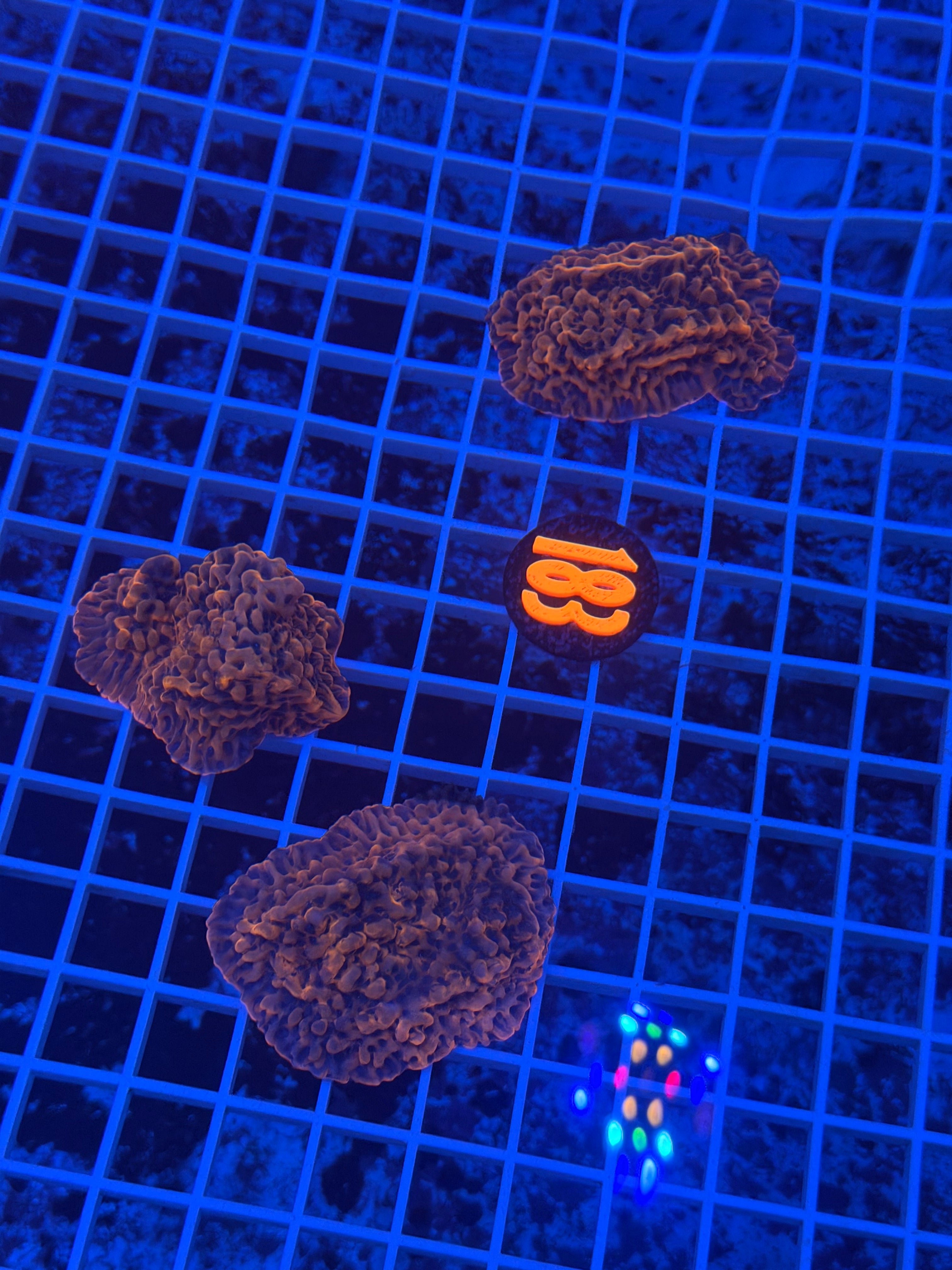 Slow Burn Montipora