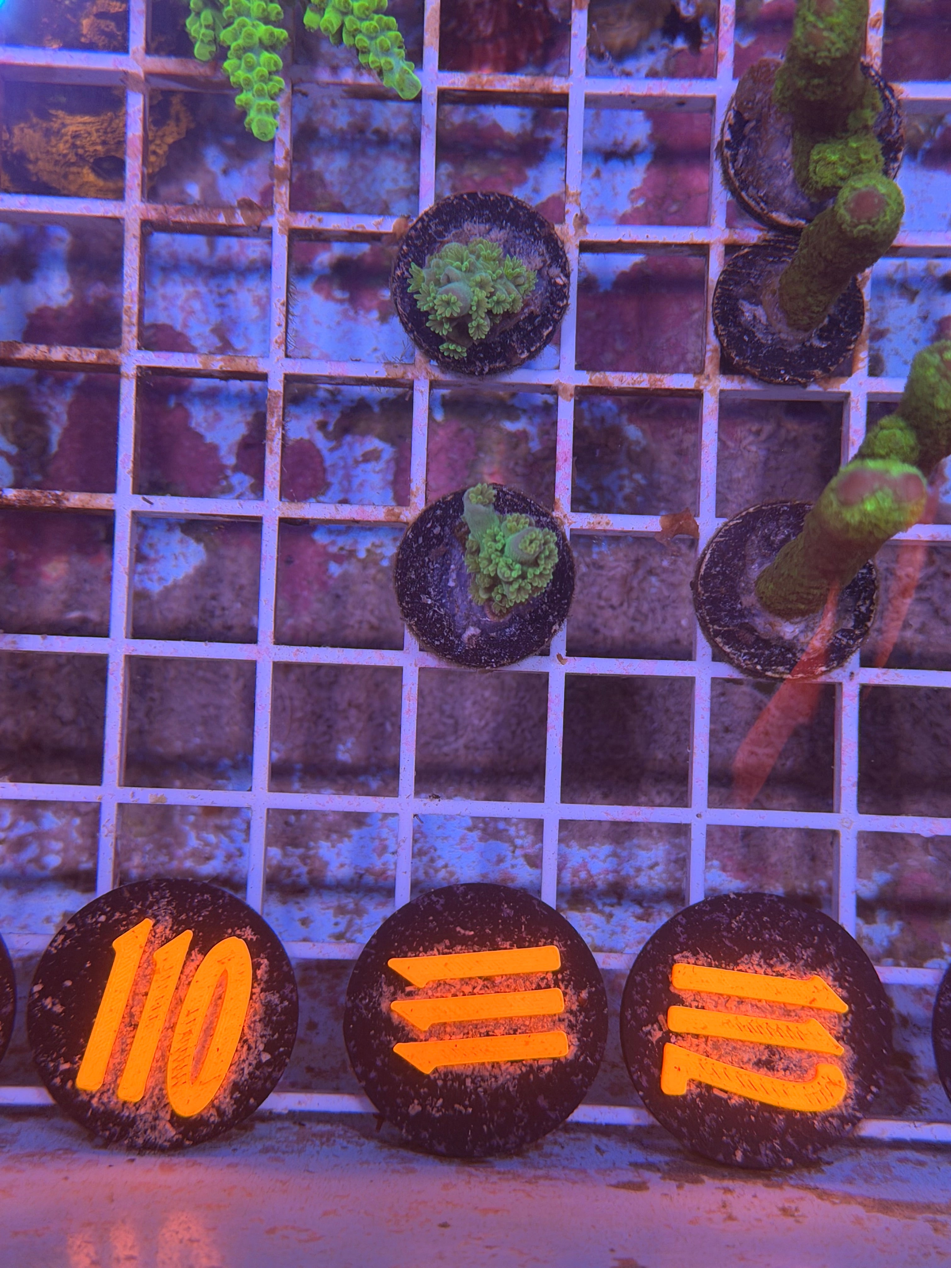 Yellow tennis