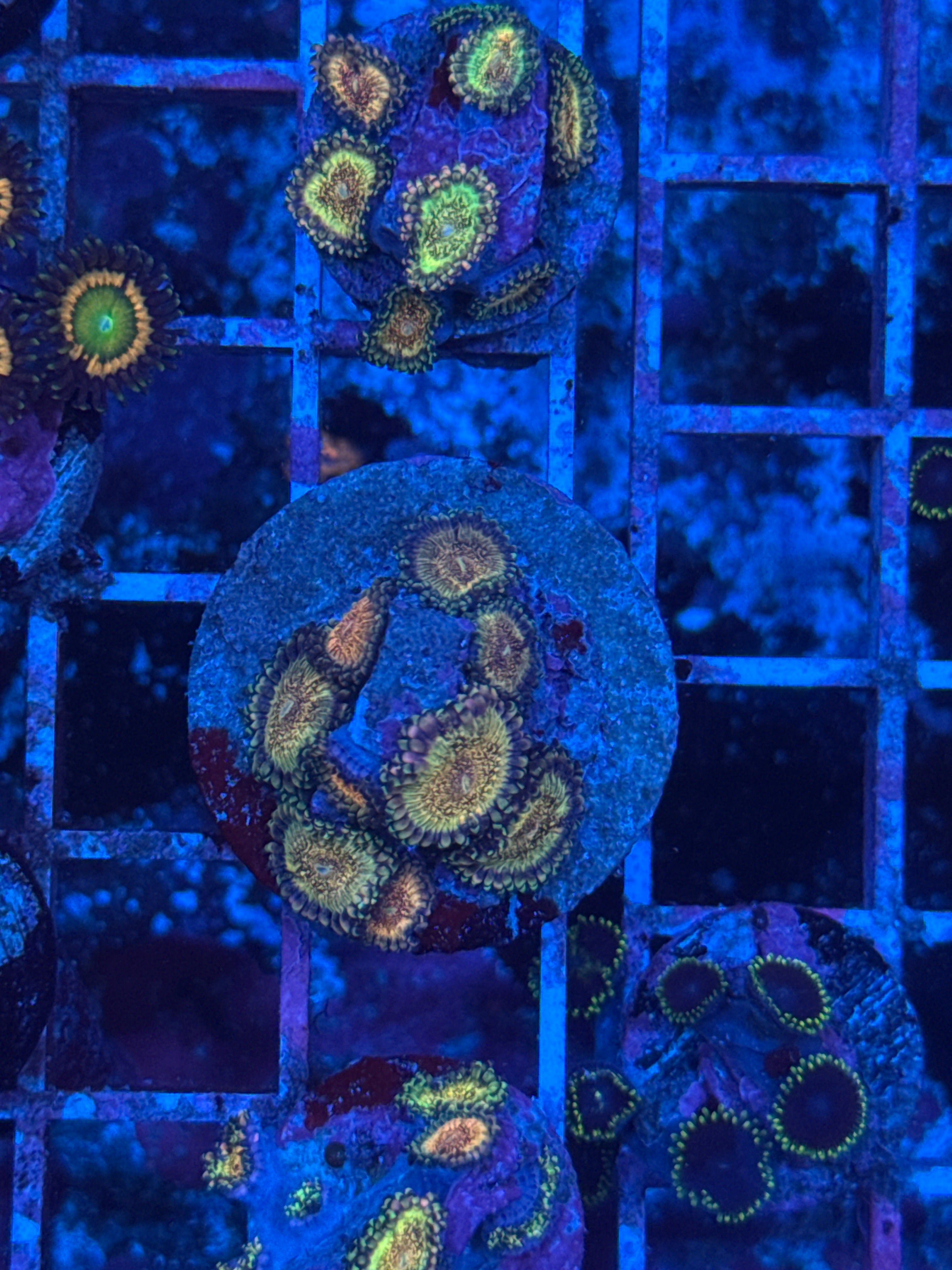 Space Leopards Zoanthids