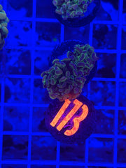 Hydros Farm Hologram
