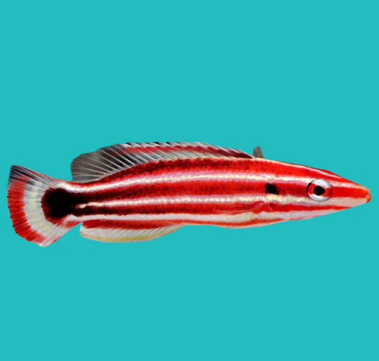 Peppermint hog