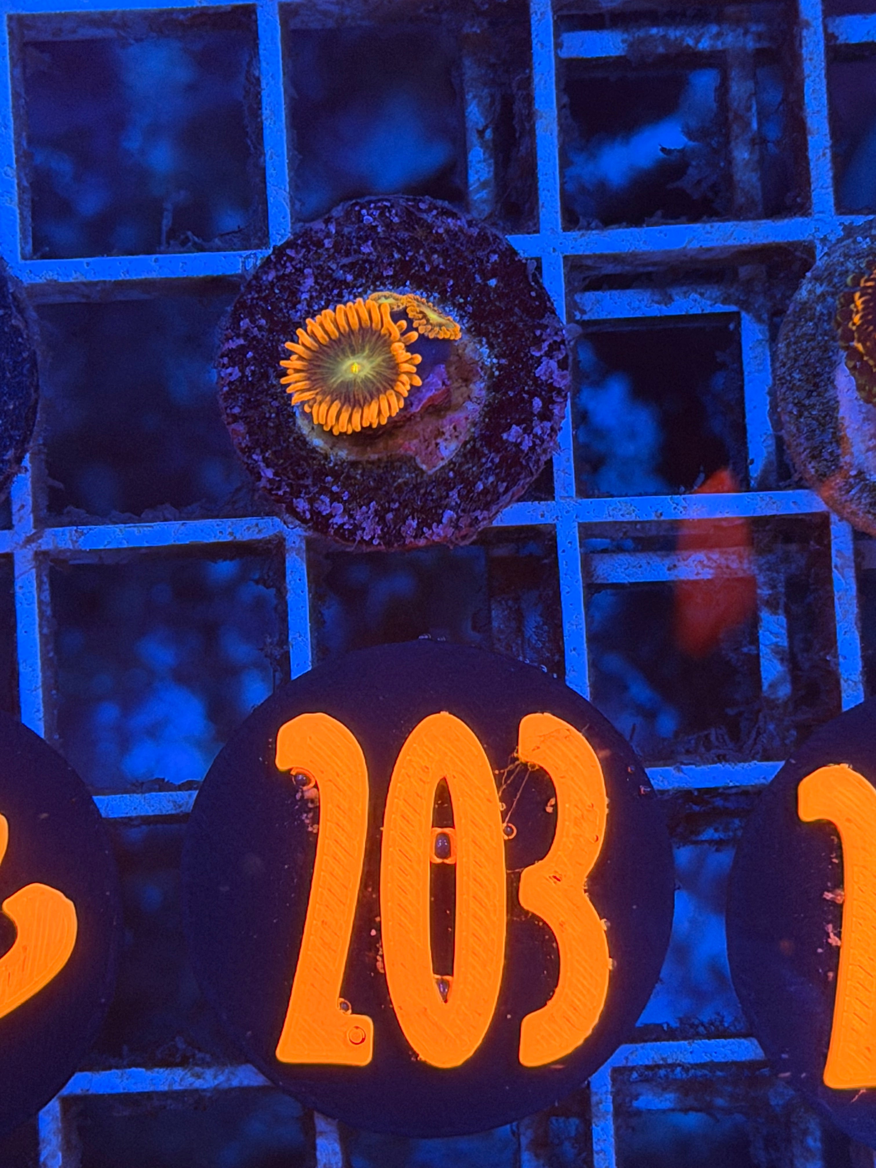 Solar fusion Zoanthids