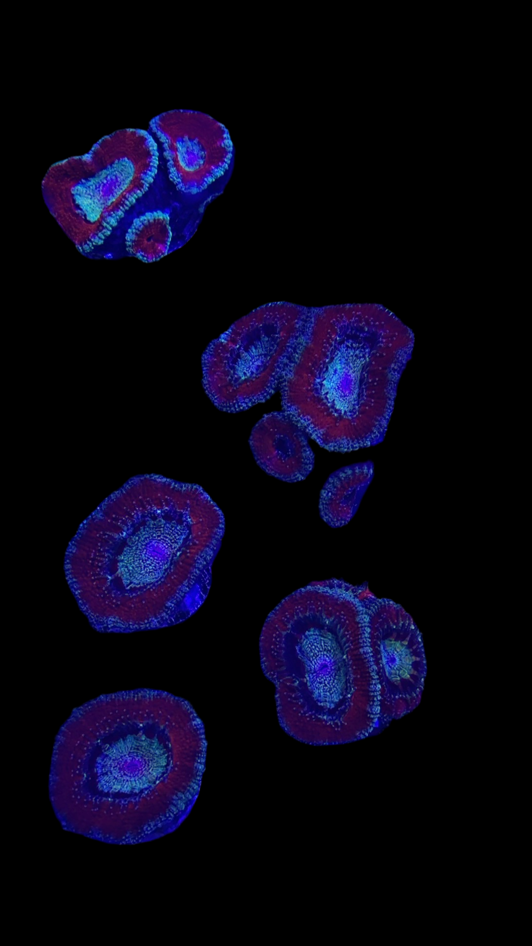 teal acan