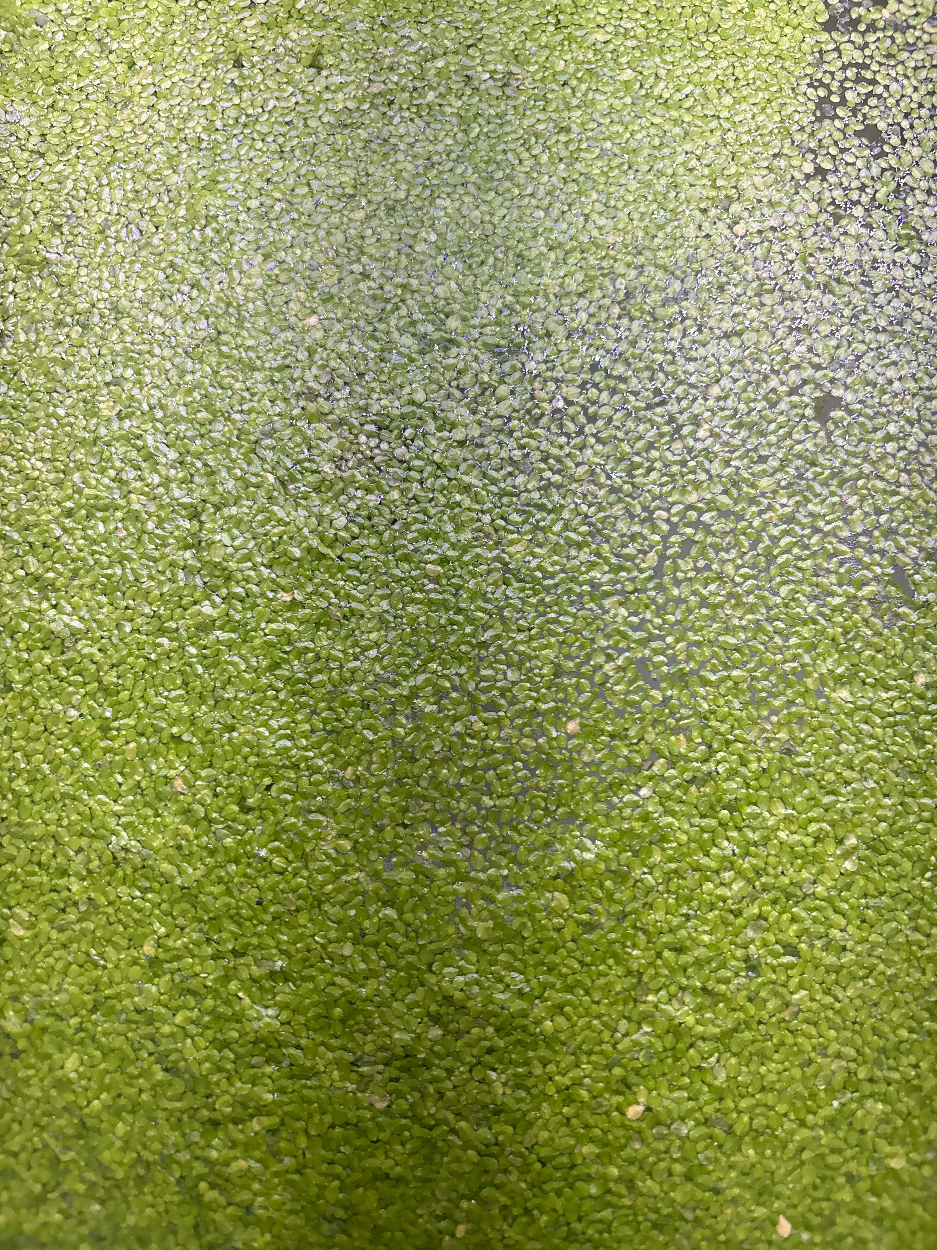 Duck Weed