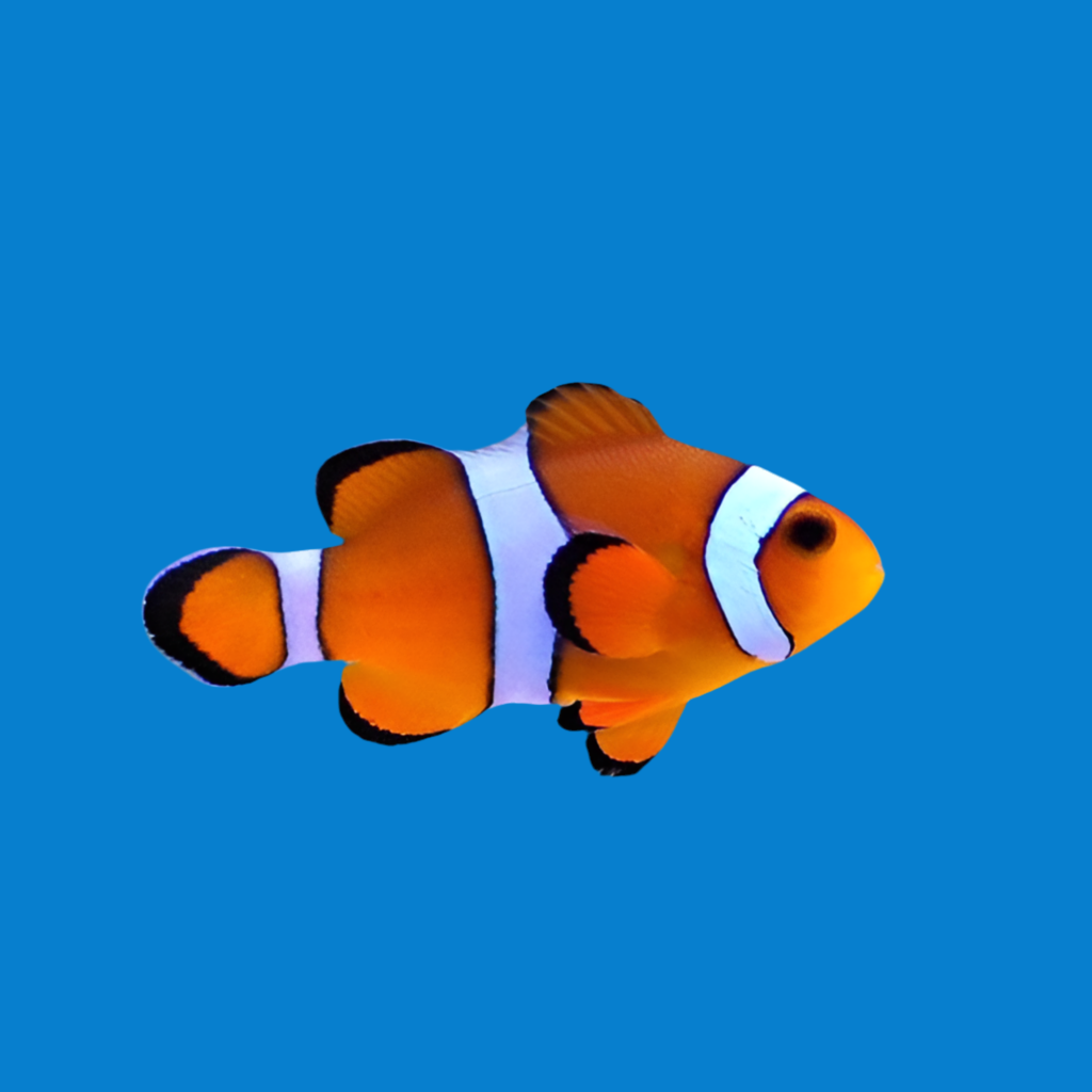 Orange Ocellaris Clownfish