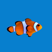 Orange Ocellaris Clownfish