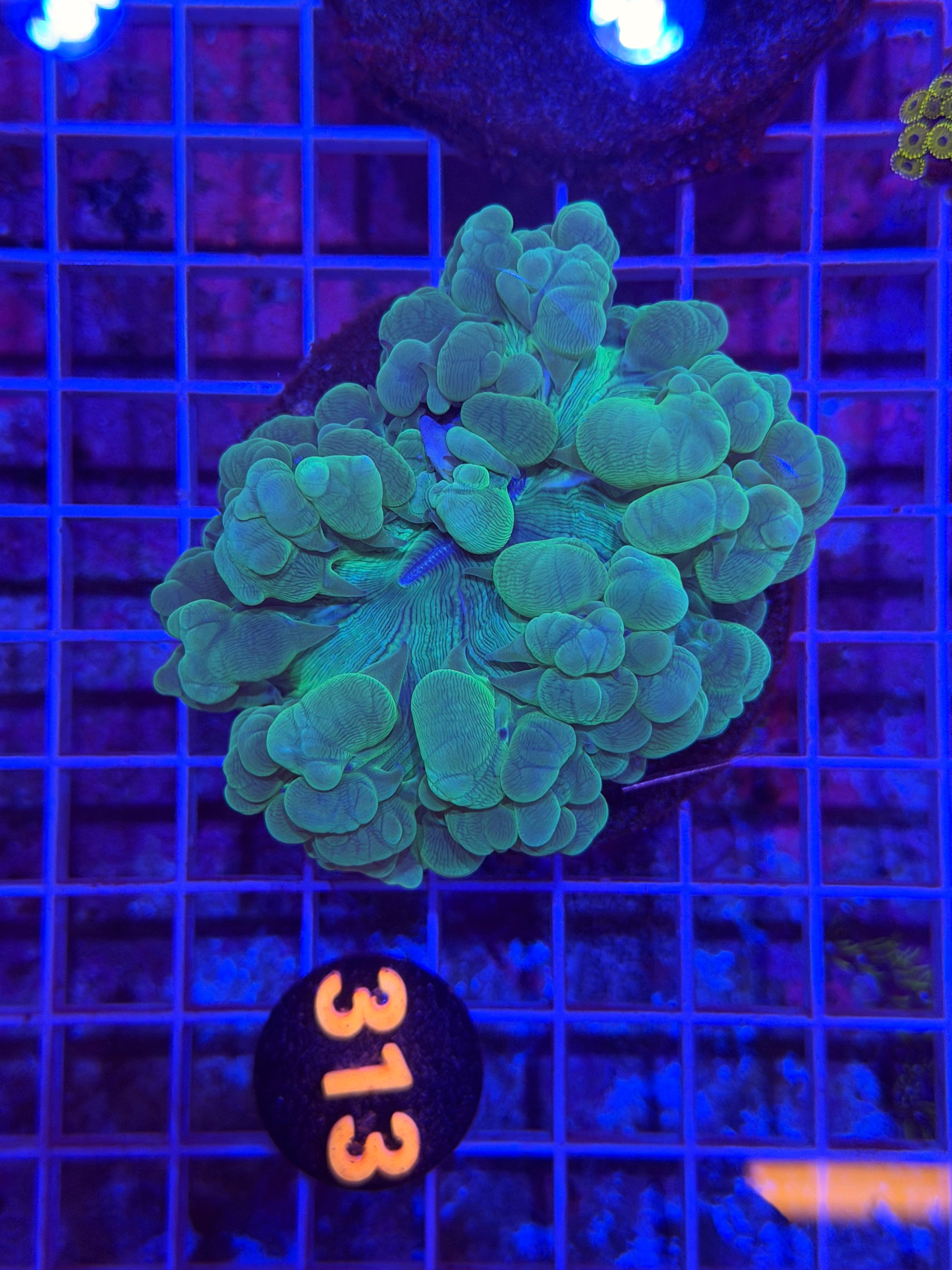Green Bubble Coral