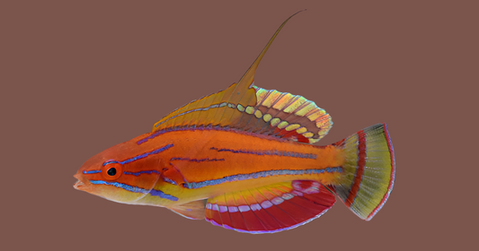 Mccosker’s fairy wrasse