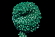 Green undata montipora