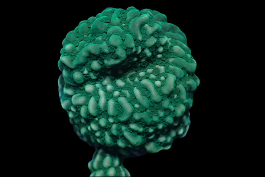 Green undata montipora