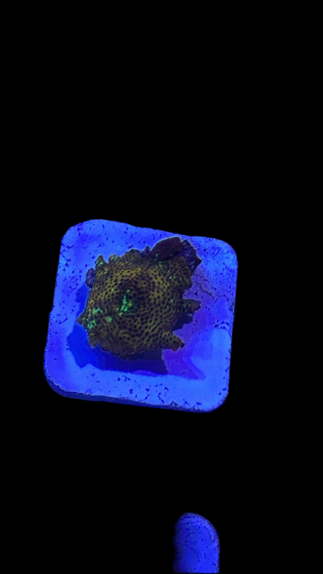 Leopard discosoma