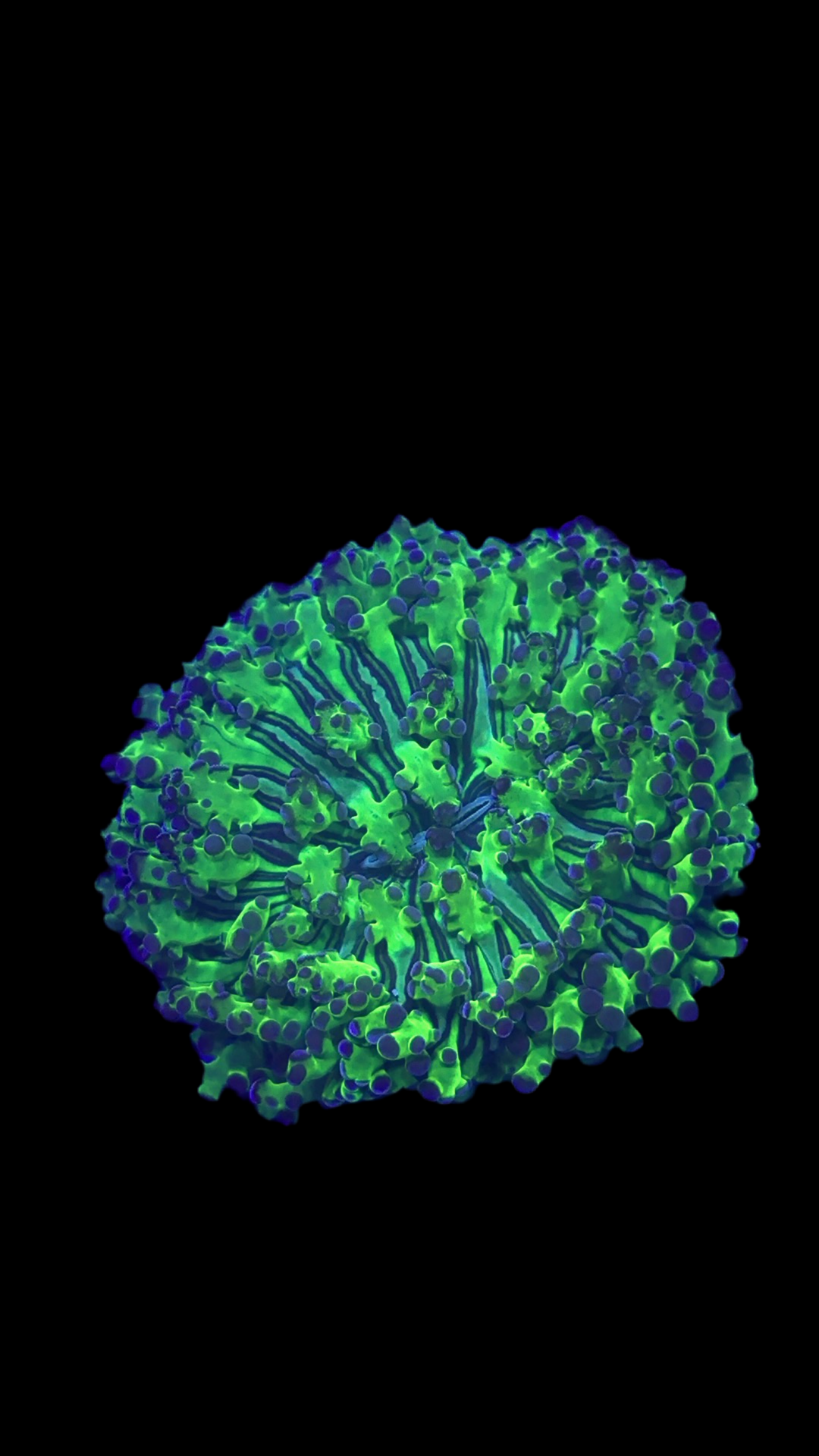 UFO frogspawn