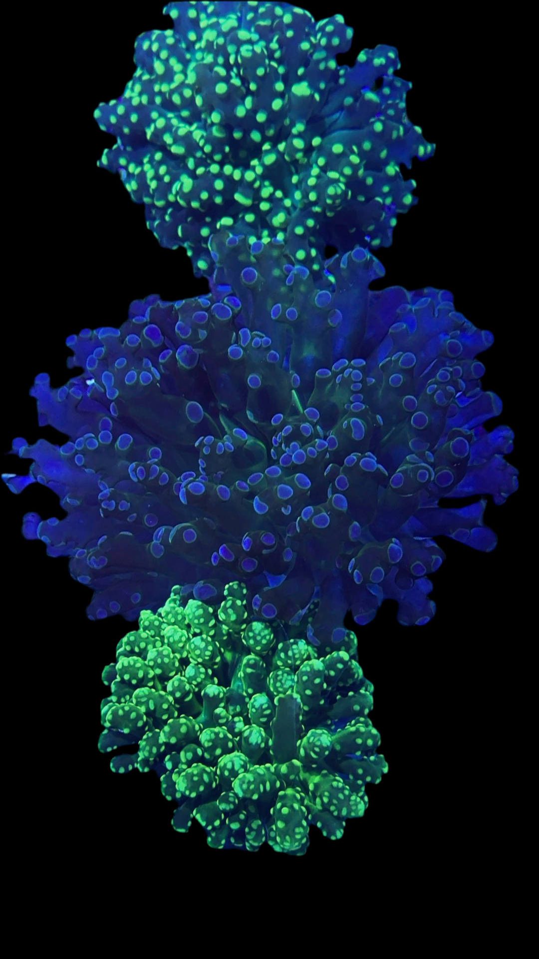 Joker Frogspawn