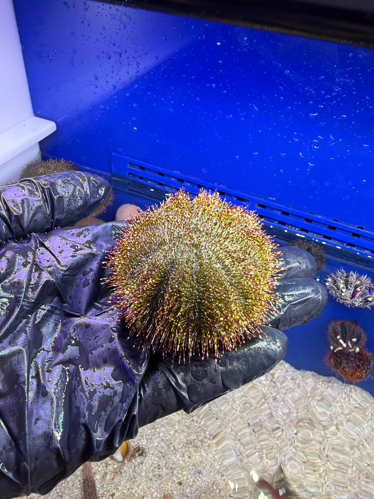 Green Sea Urchin