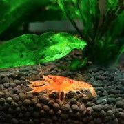 Orange Mini Lobster