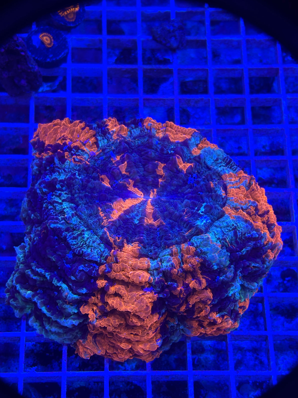 Blue And Orange Acantho