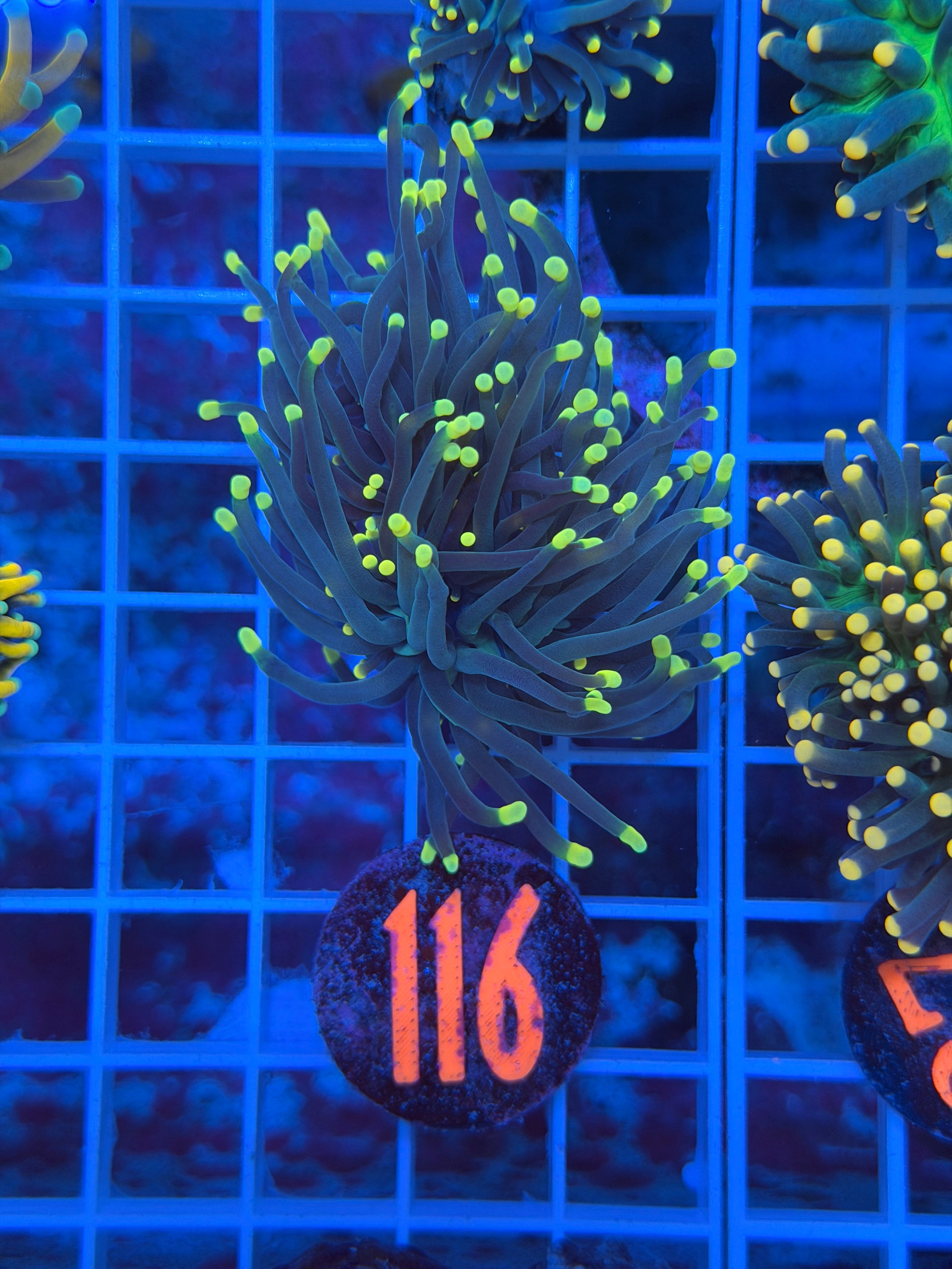 Yellow Tip Joker Torch