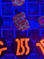 Gold Dynasty Acan