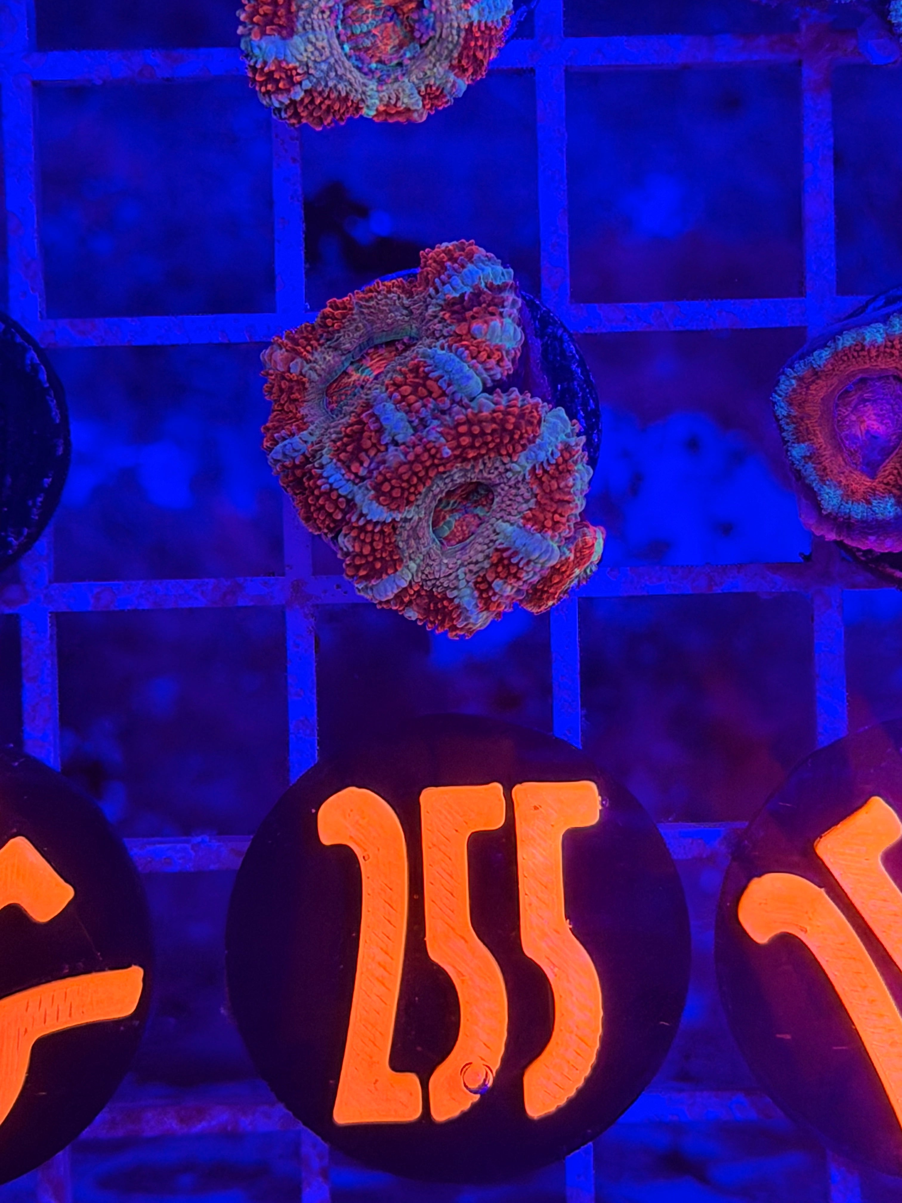 Gold Dynasty Acan