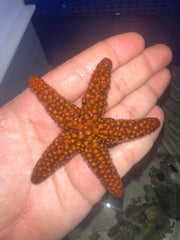 Common starfish