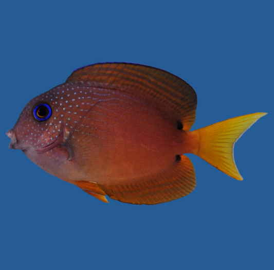 Two spot bristletooth tang