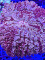 Red Splatter Acantho