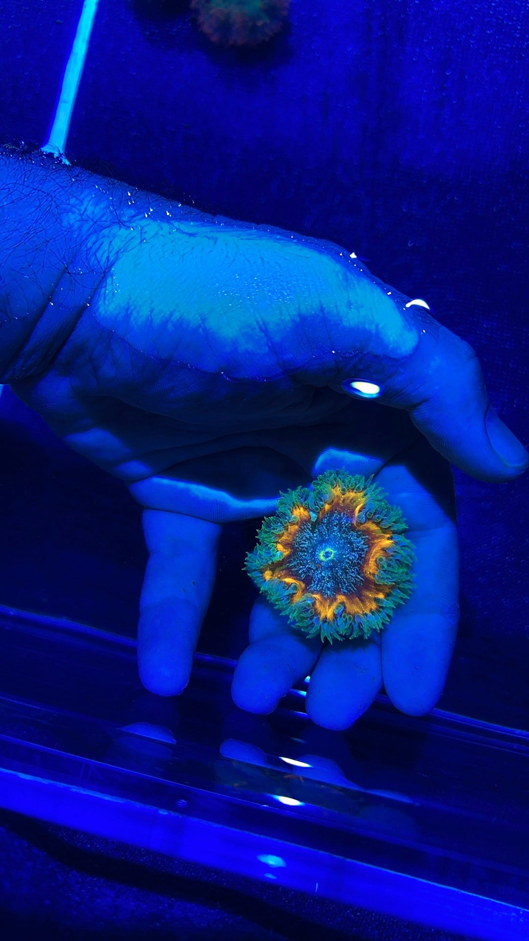 Rock Anemone