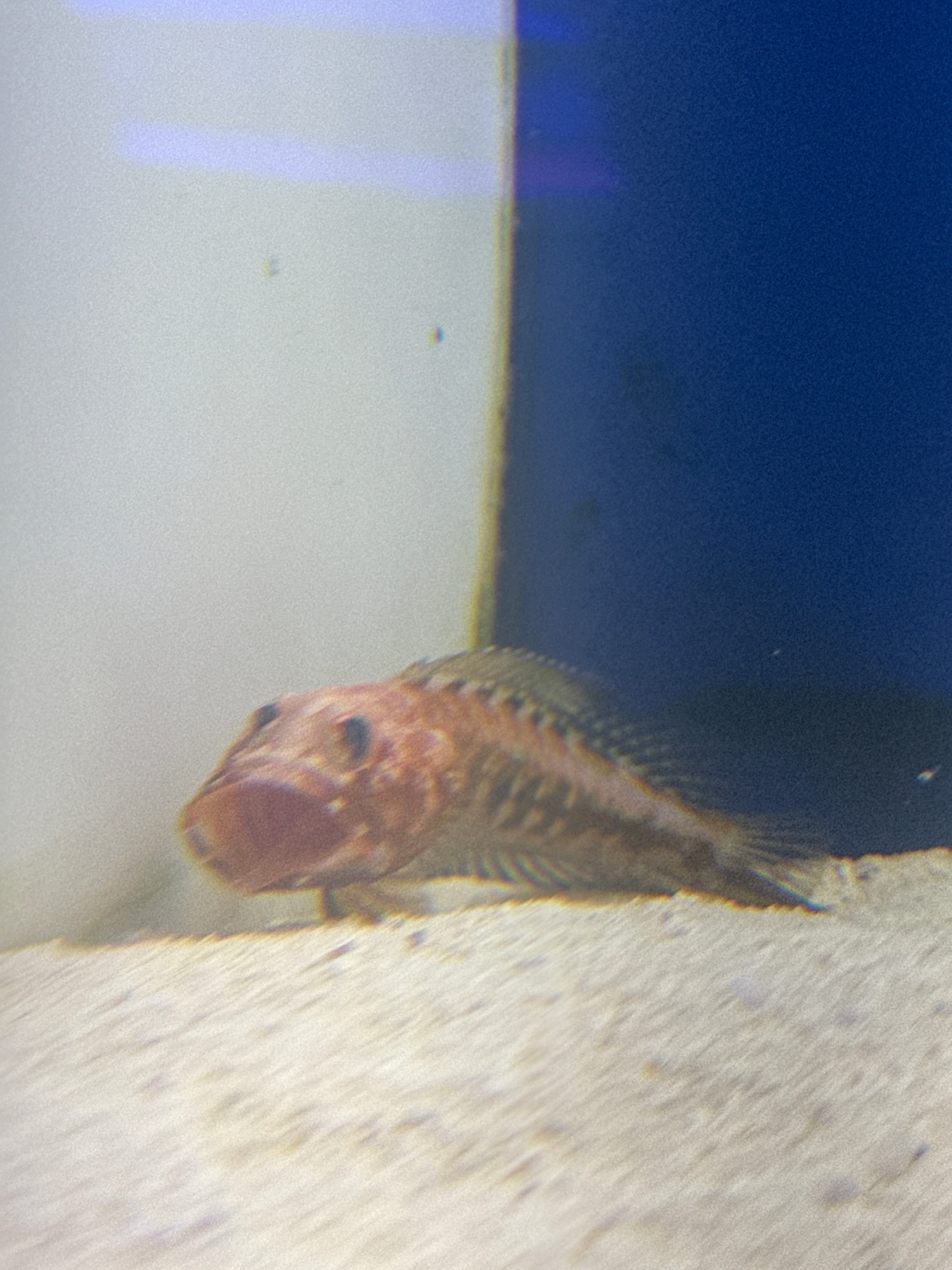 Red Jawfish