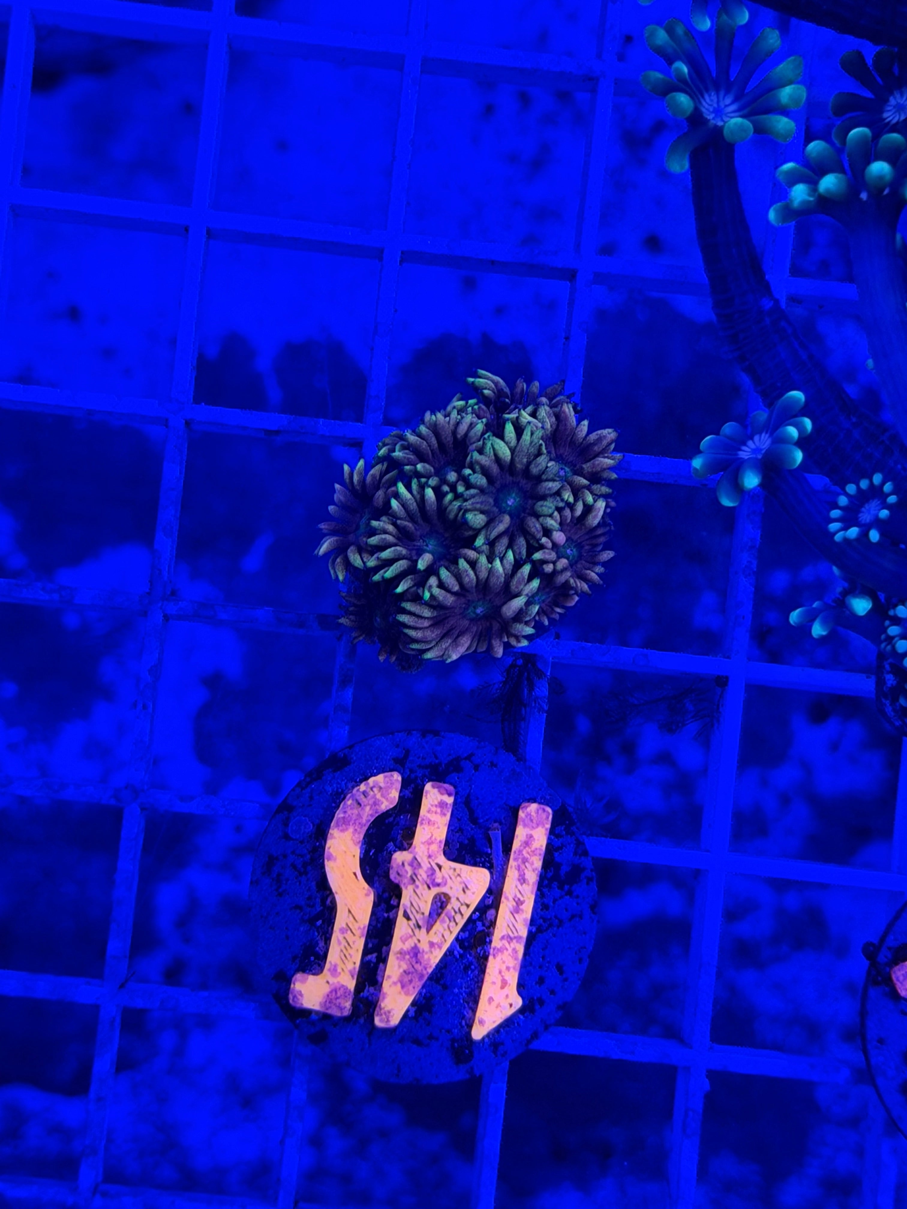 Hydros SuperNova Goni