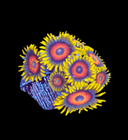 Holy sunflower 30 per frag