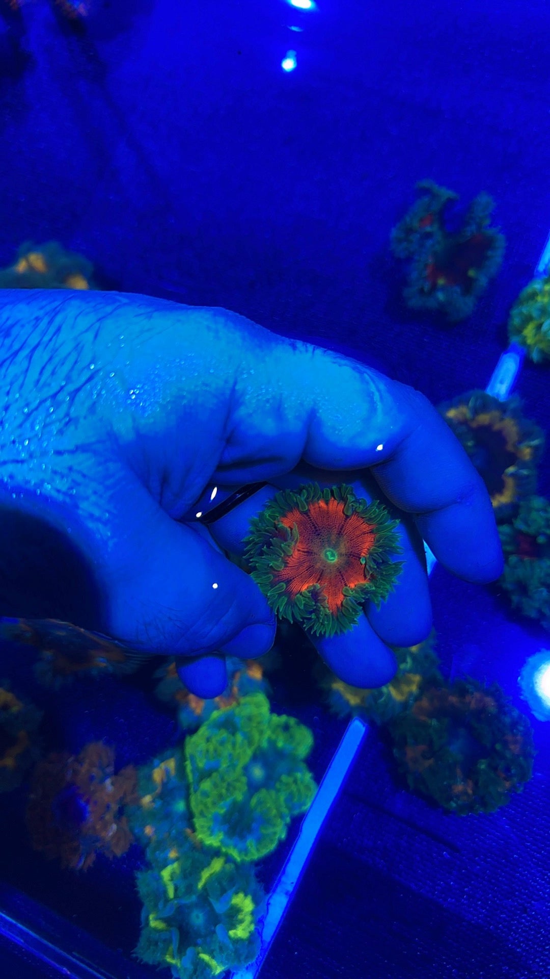 Rock Anemone