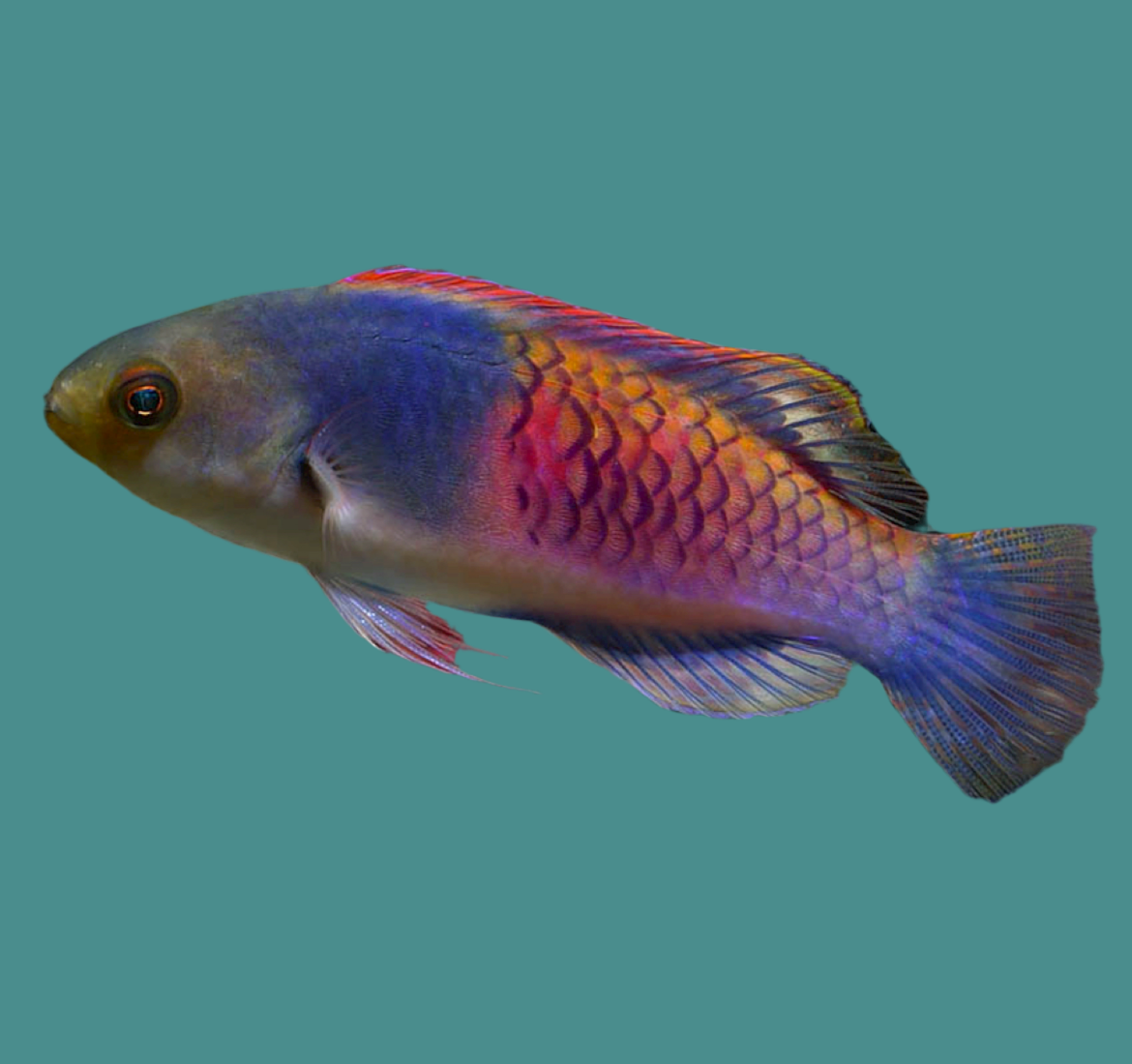Fairy wrasse