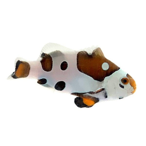 SA  Picasso Storm Clownfish
