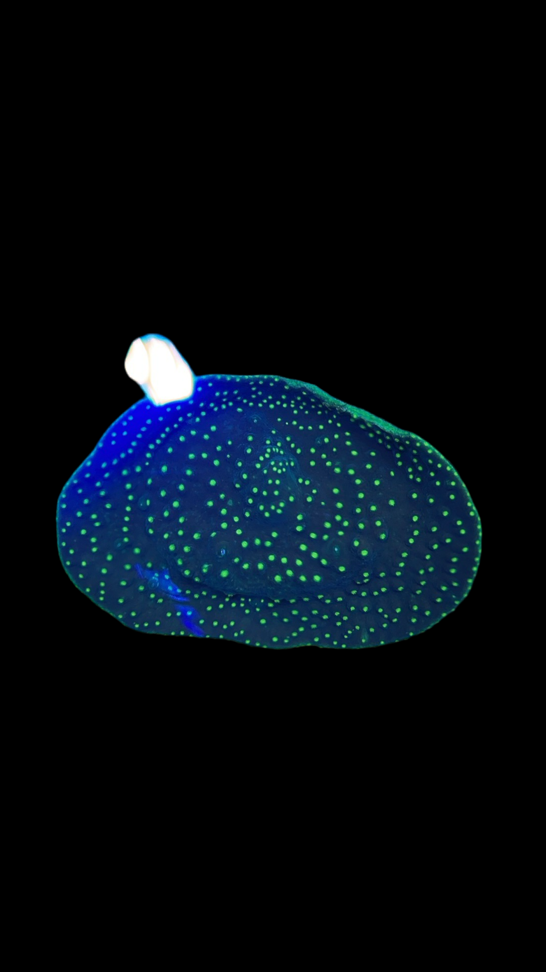 Scroll coral