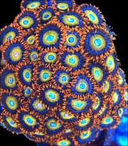 Blondies zoanthid