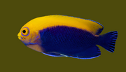 Flame back Pygmy angel