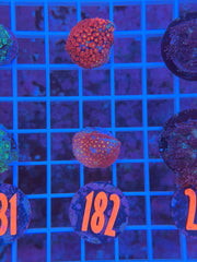 Red Daisy Bernardpora