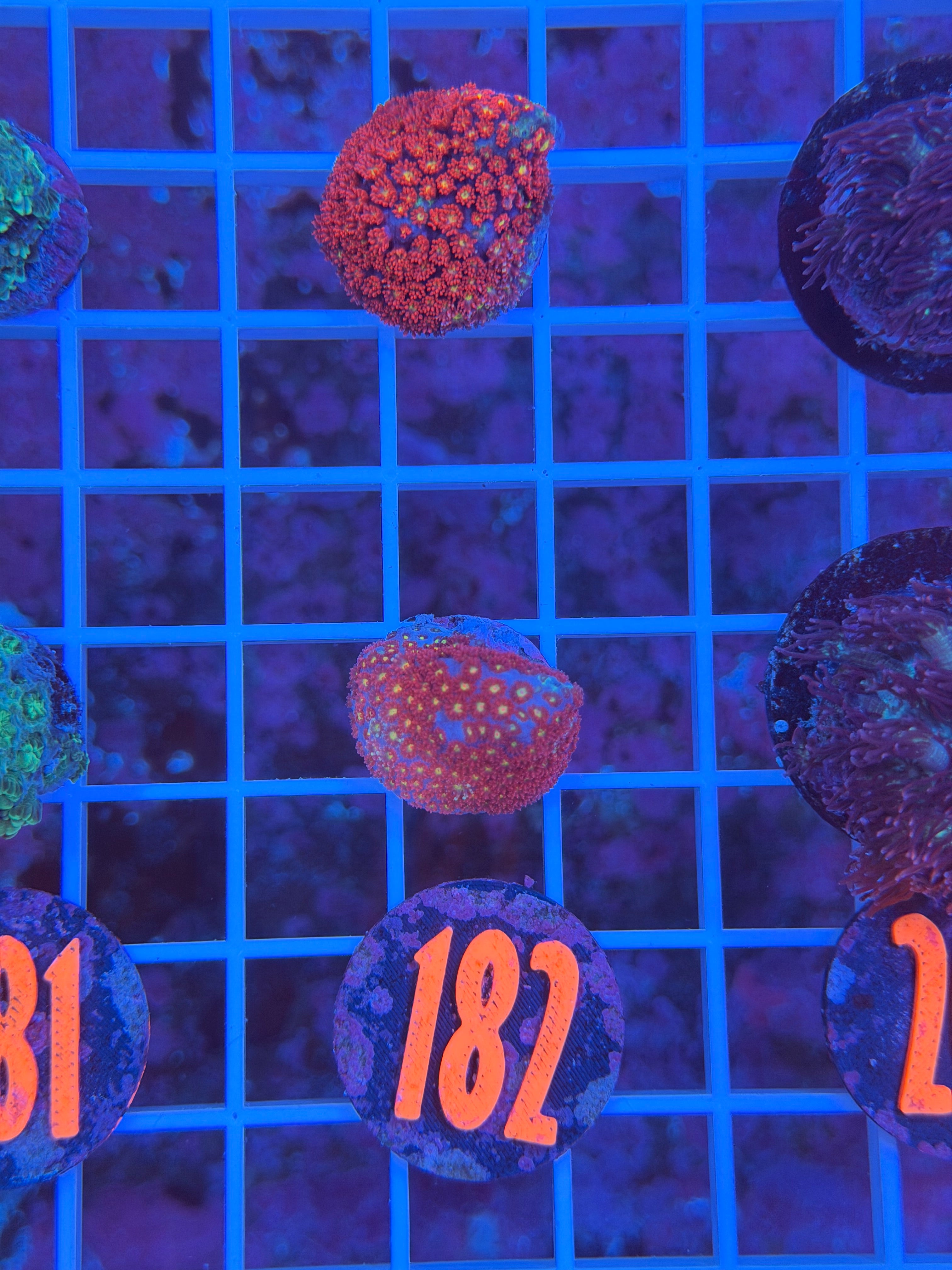 Red Daisy Bernardpora