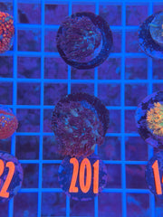 Blue Glitter Goni