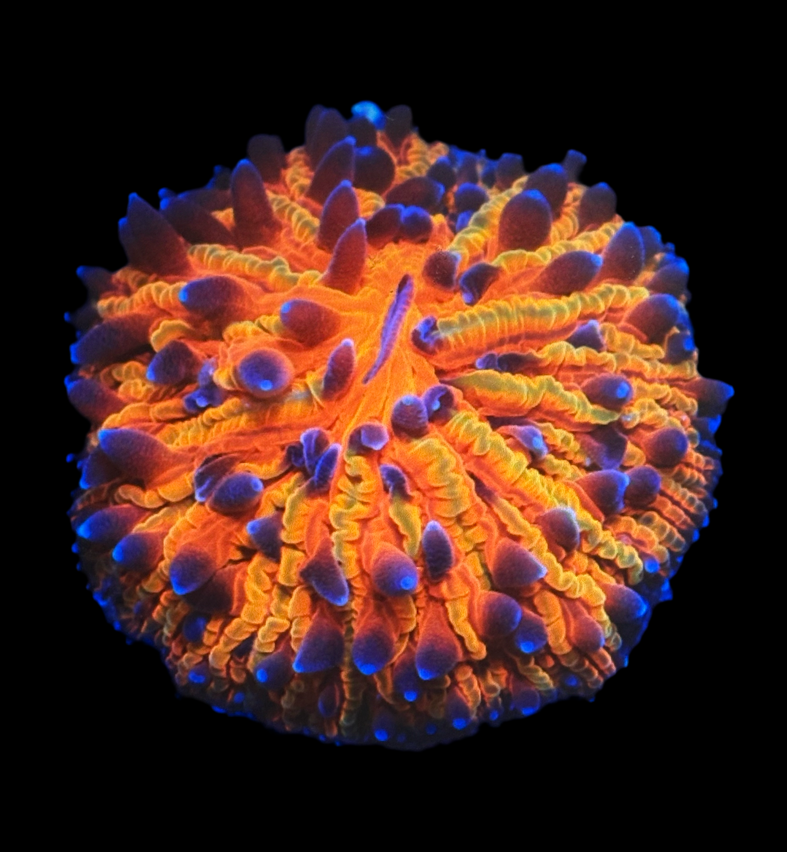 Fungia dome orange