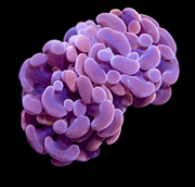 Purple hammer