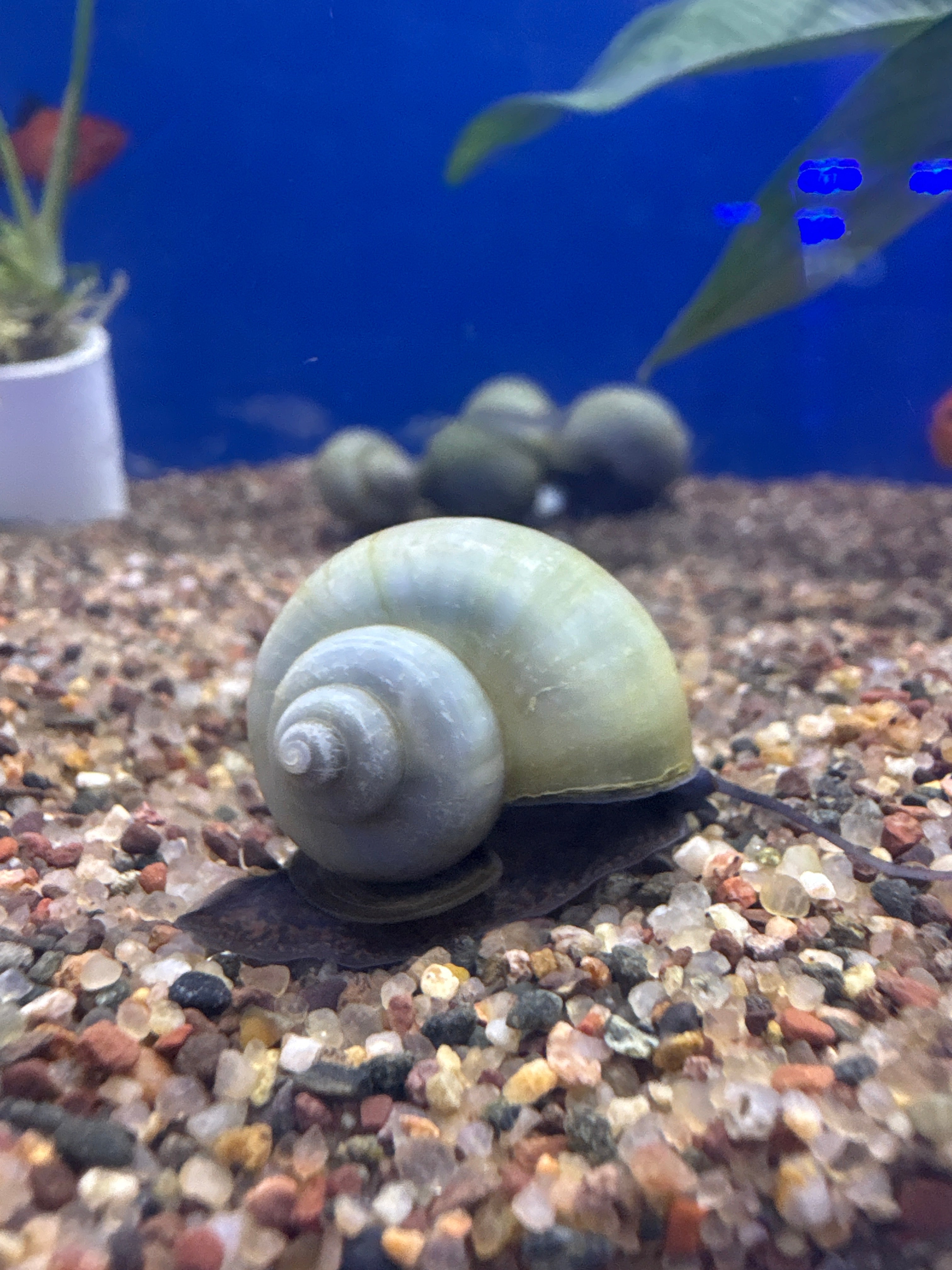 Mystery Snails