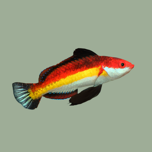 Naoko’s fairy wrasse