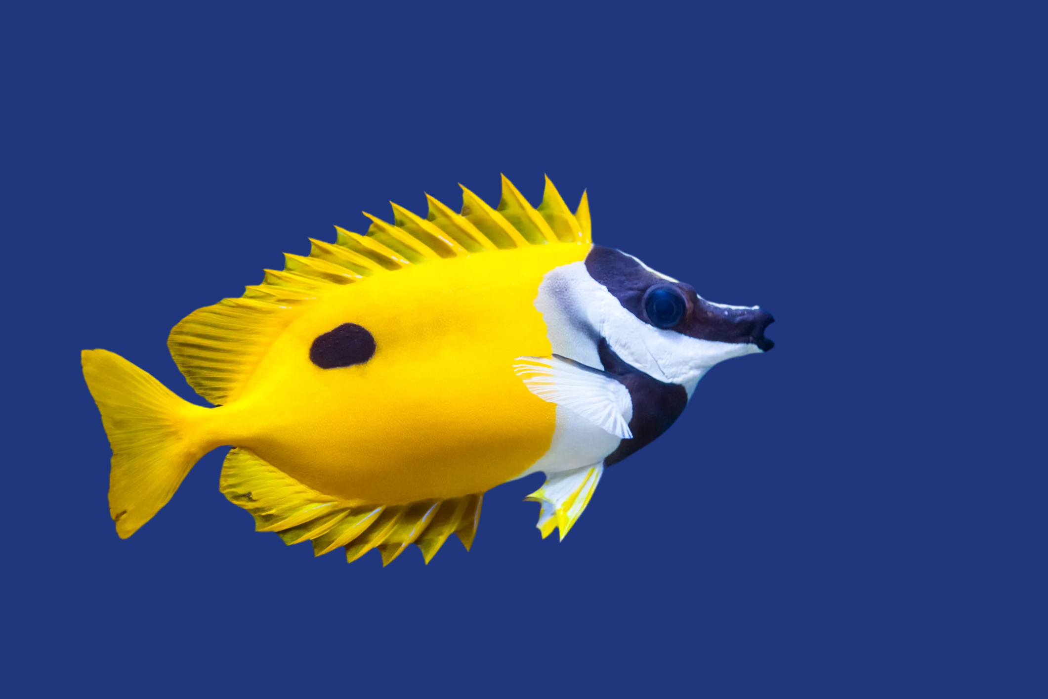 Foxface Rabbit Fish