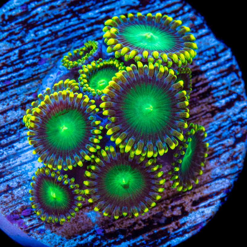 Radioactive dragon eye zoanthid