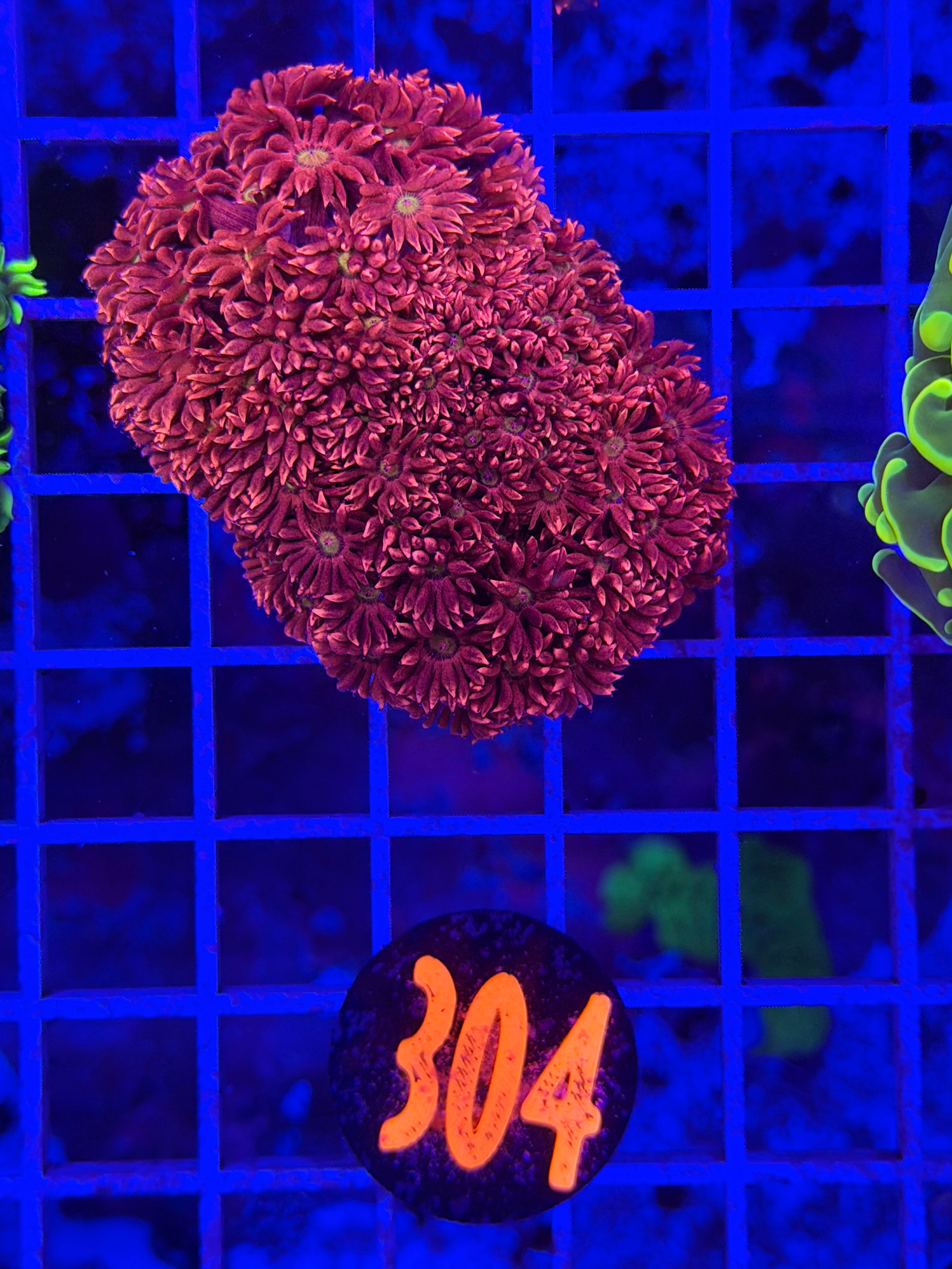 Ultra Pink Goni Colony