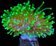 Neon green toadstool
