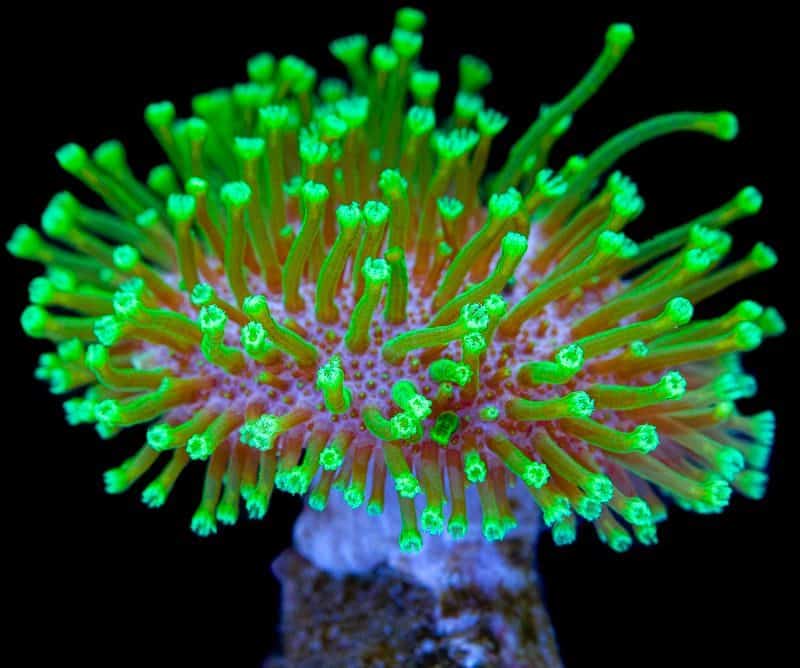 Neon green toadstool