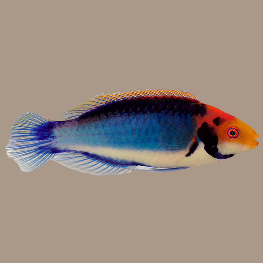 Solarensis fairy wrasse