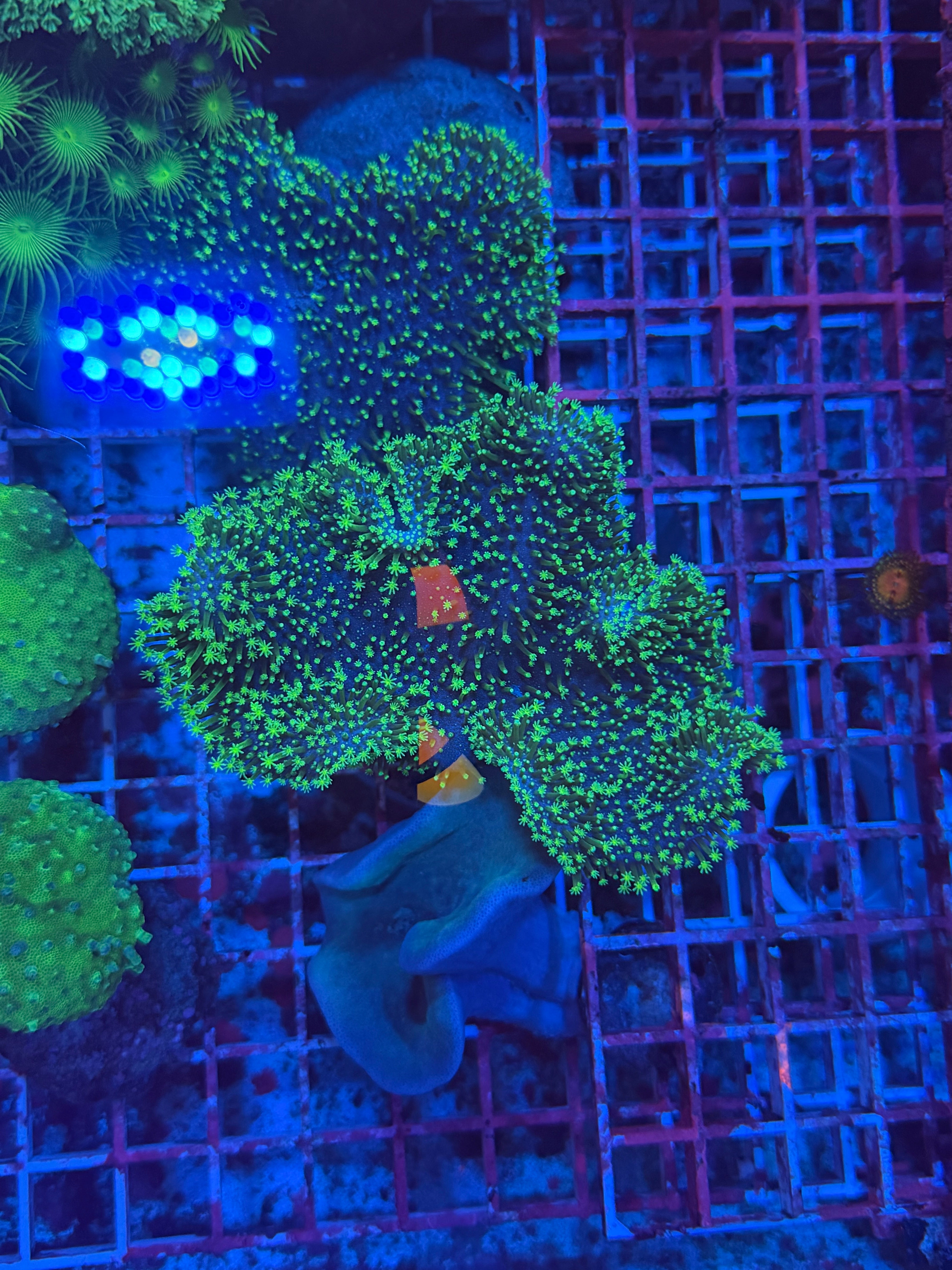 Neon Green Toadstool Leather